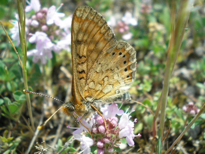 Farfalla da identificare - Euphydryas aurinia